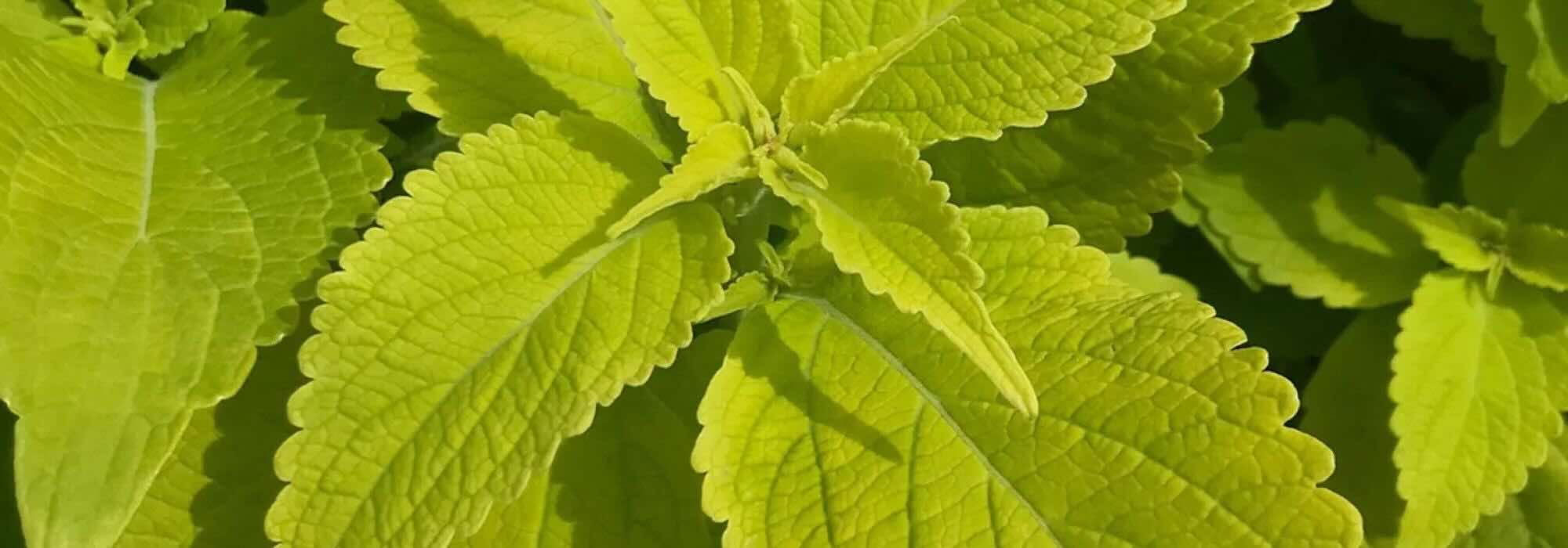 Feuillages dorés : des plantes annuelles qui illuminent le jardin toute la saison