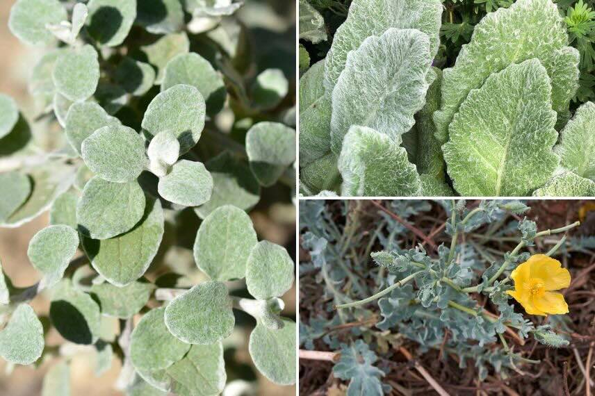 trois annuelles à feuillage gris 