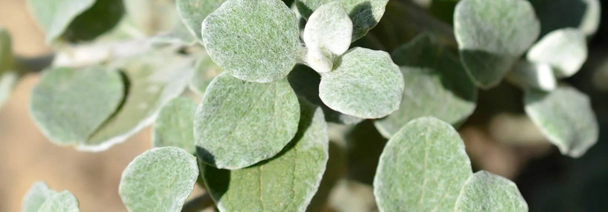 Des reflets argentés au jardin : les plus belles plantes annuelles à feuillage gris