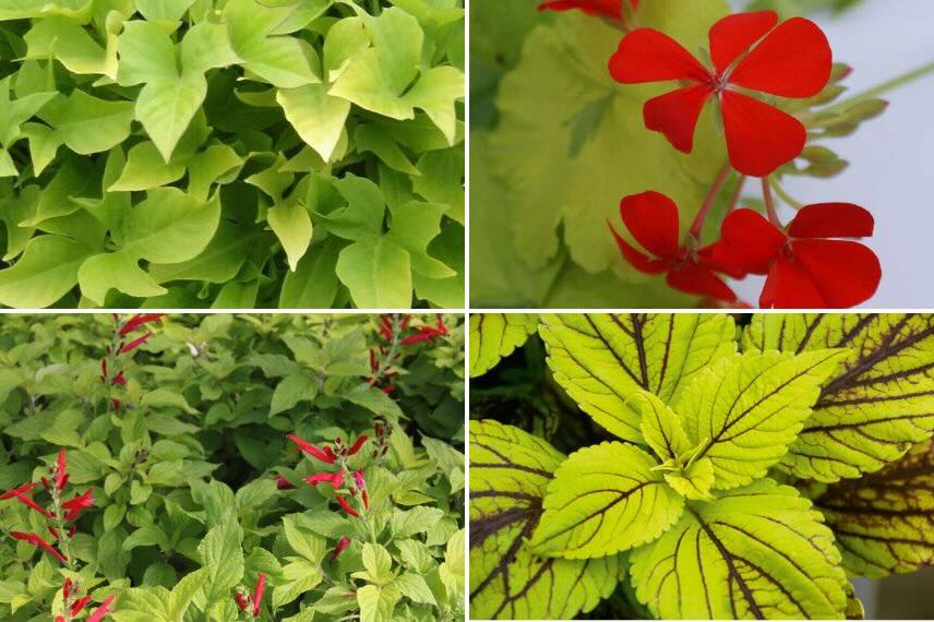 différentes annuelles à feuillage doré