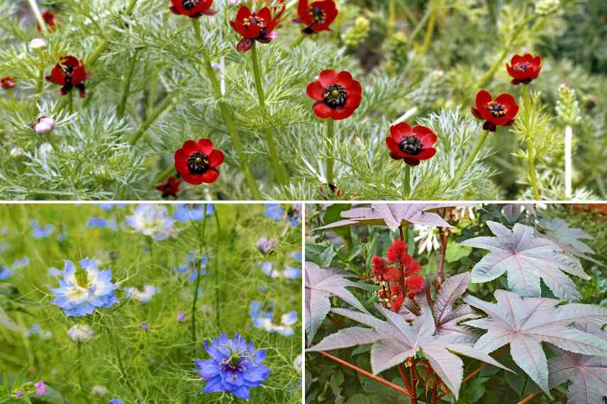 plantes annuelles feuillage original