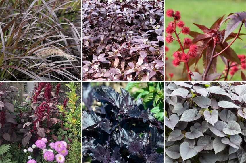 différentes plantes annuelles à feuillage pourpre