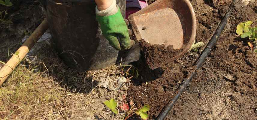 compost et fraisiers