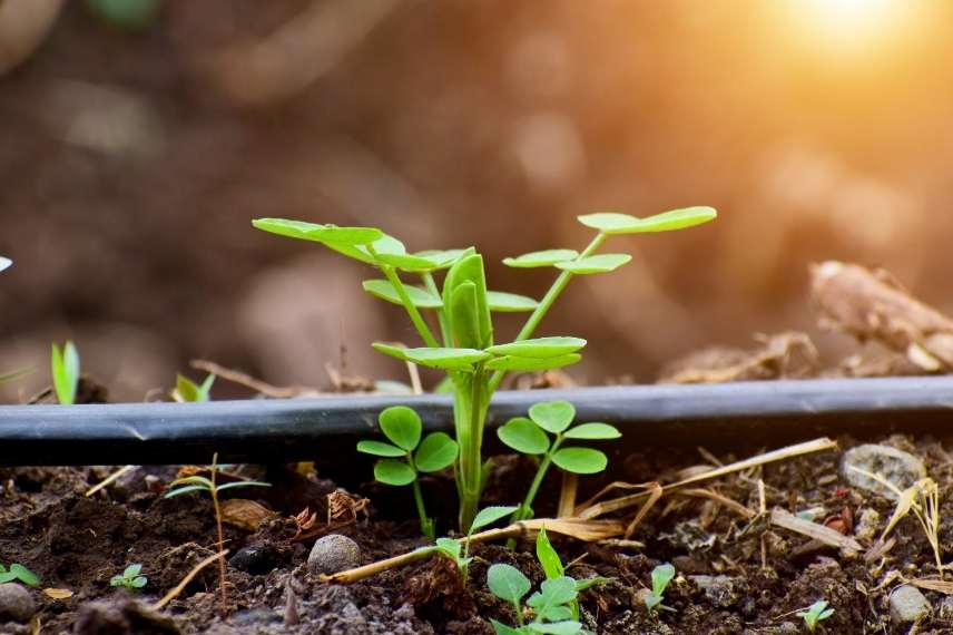 arachide cacahuètes plantation