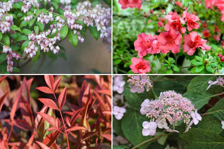 comment associer le Nandina domestica