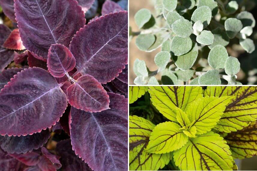 différents feuillages associés : pourpre, gris et doré