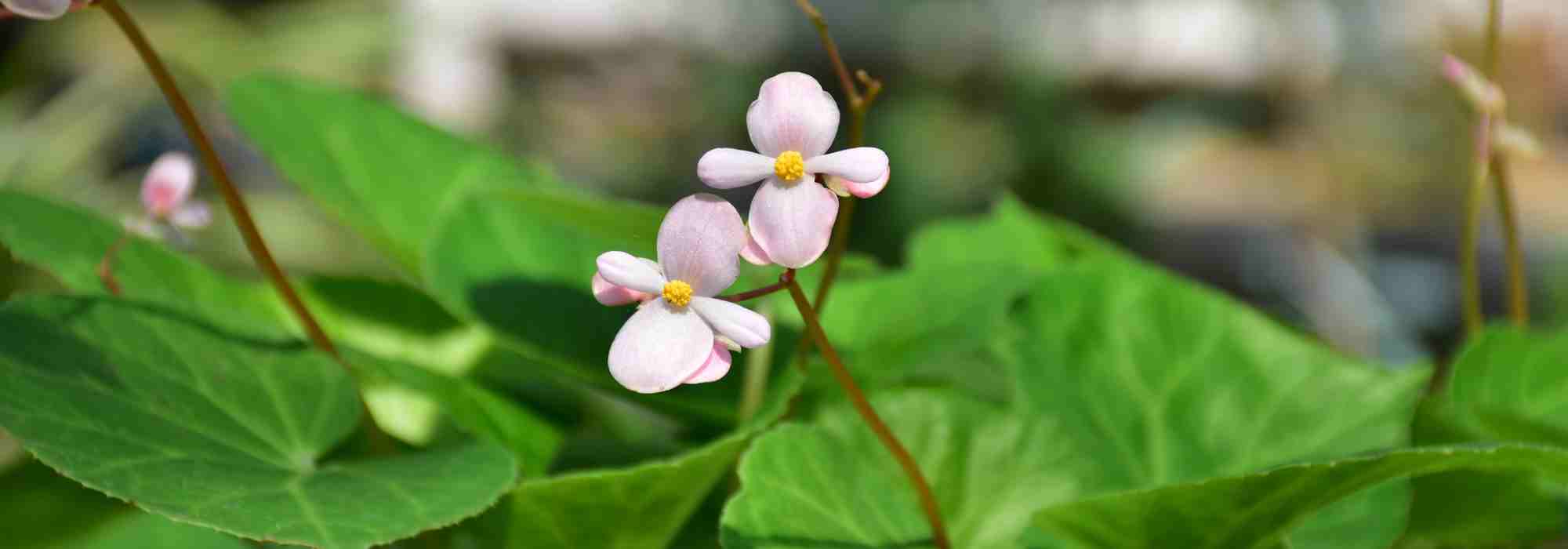 Les maladies et parasites des bégonias