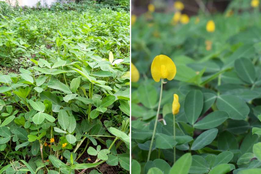 cacahuètes arachide culture