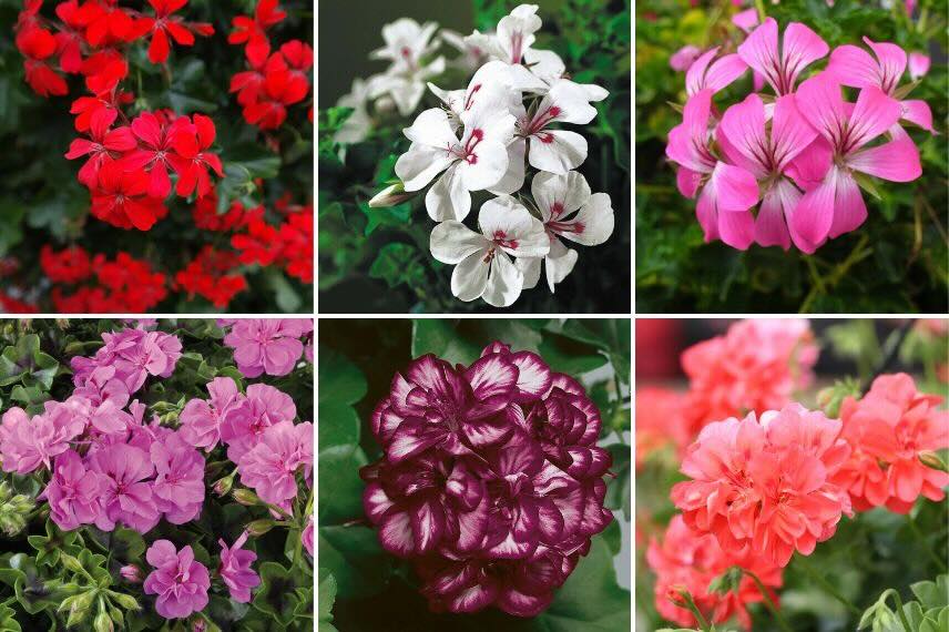 différentes variétés de geranium lierre ou pelargonium peltatum