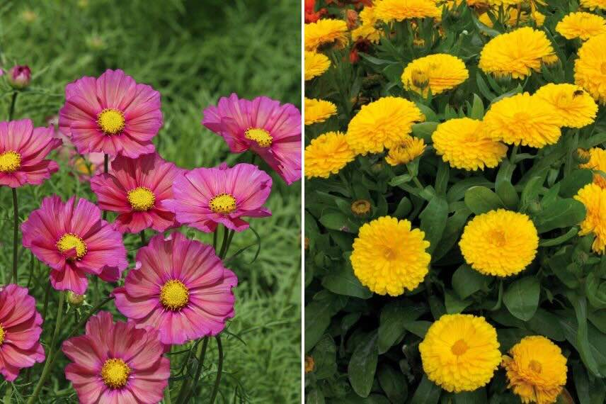 Cosmos rose et Souci jaune