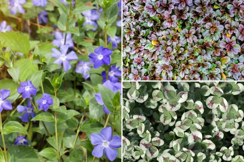 plantes tapissantes couvre-sol efficaces