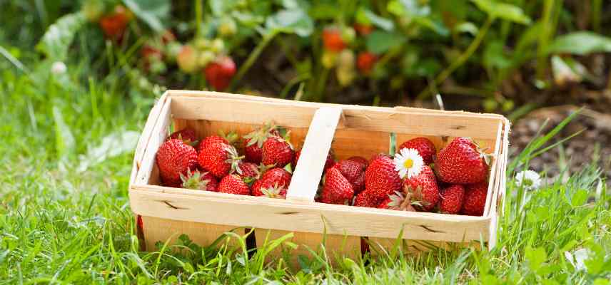comment booster des fraisiers
