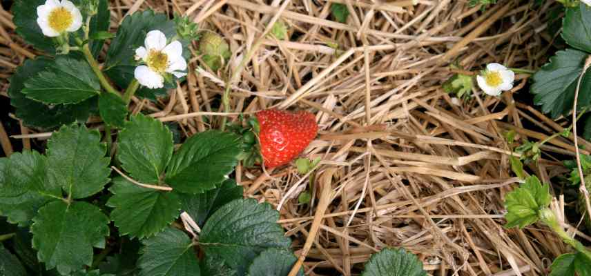 erreurs a ne pas faire culture fraisiers