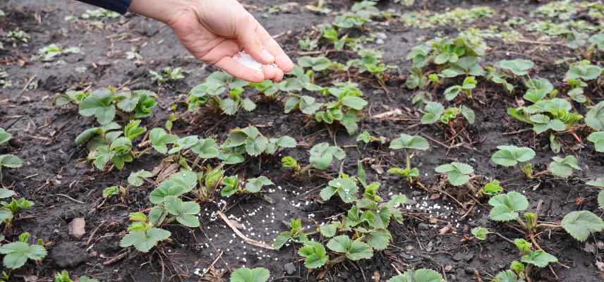 engrais organique pour fraisier