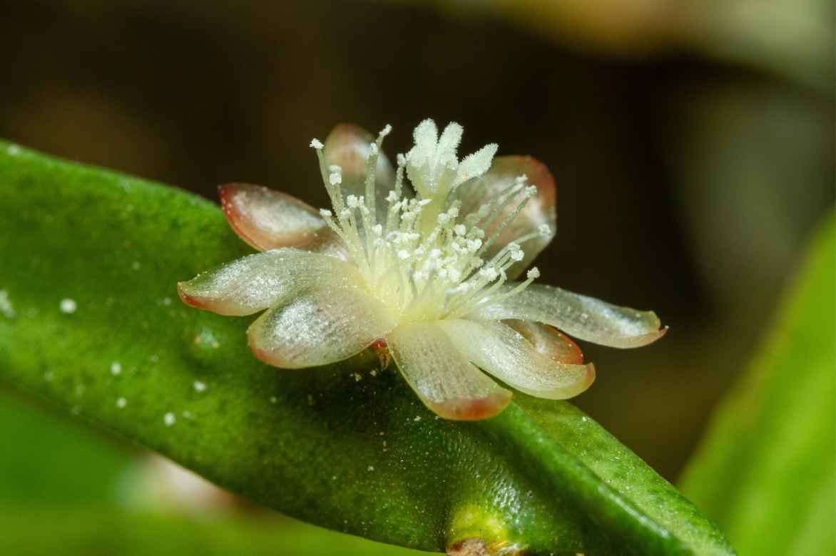 fleur Rhipaslis
