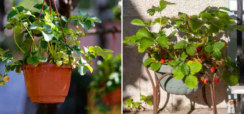 quelle fraises pour balcon terrasse bac