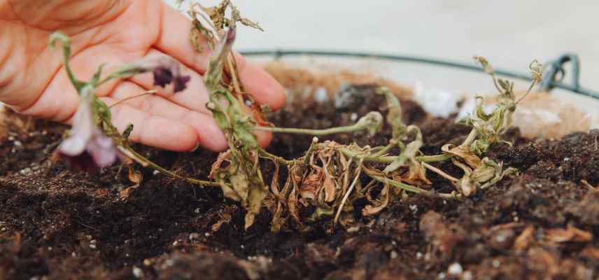 maladie petunias surfinias