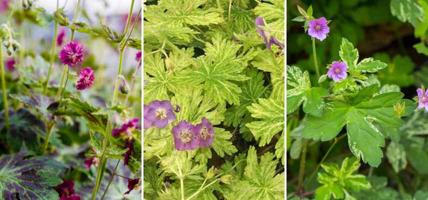 geraniums vivaces feuilles panaches marbrees