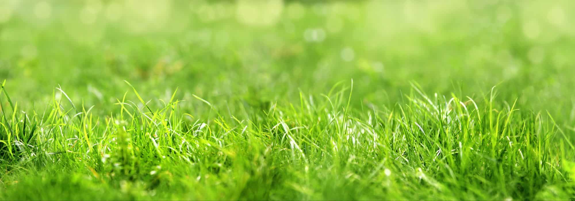 Entretien de la pelouse : les erreurs les plus fréquentes