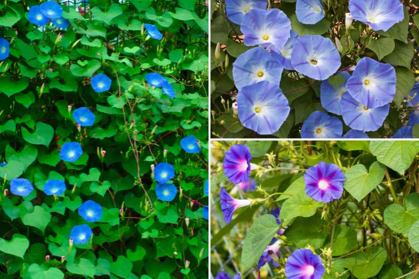 meilleures ipomées grimpantes