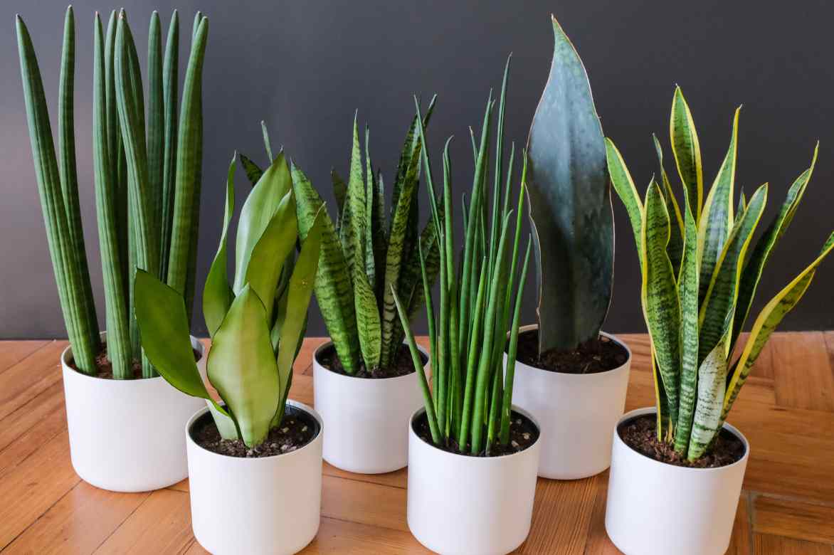 plantation Sansevieria