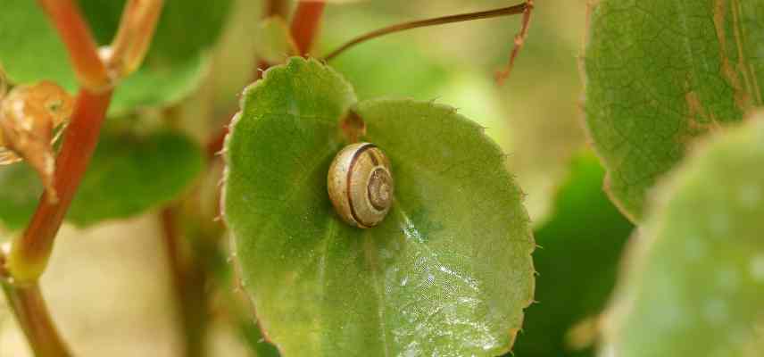 Begonia semperflorens escargot