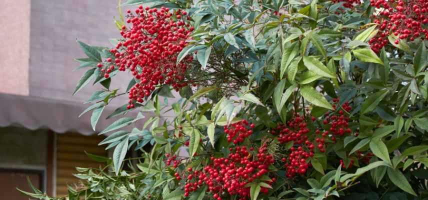 parasite insecte suceur nandina