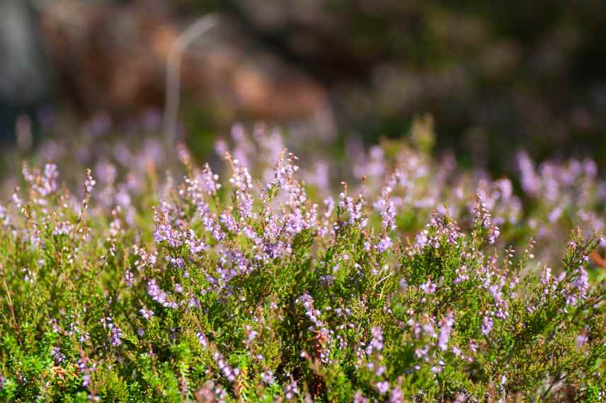 Bruyere malade pourquoi