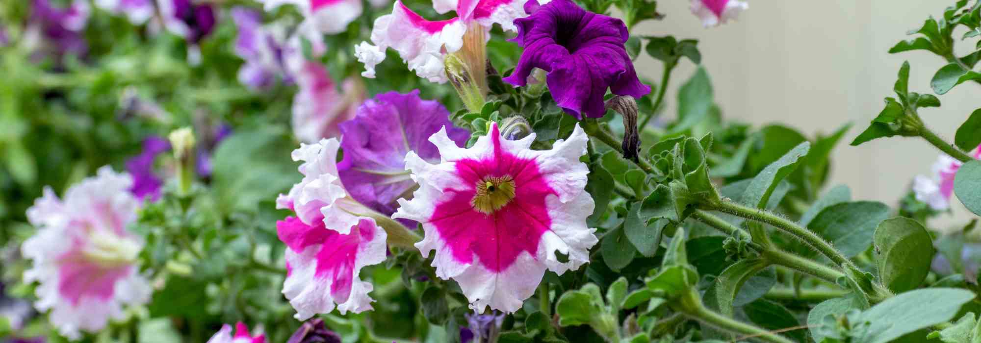 Les maladies et parasites des pétunias et surfinias