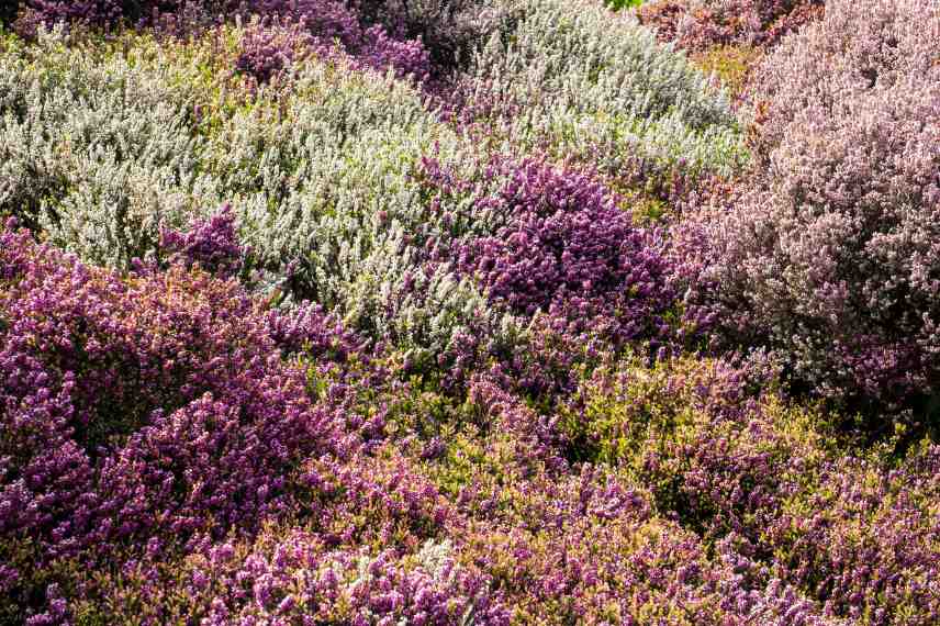 bruyere seche pourquoi