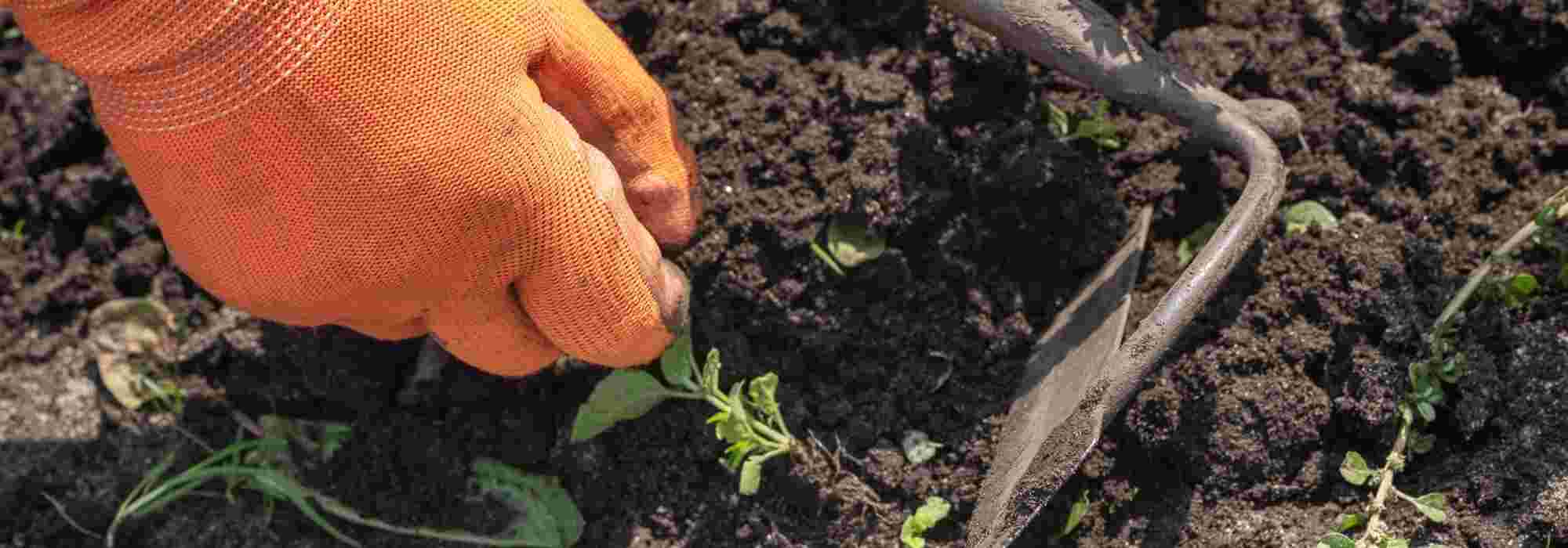 Faux-semis ou engrais verts : quelle méthode privilégier contre les adventices ?