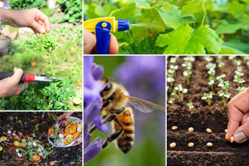 usages du miel au jardin