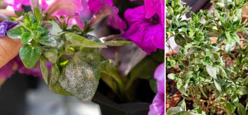 oidium mildiou petunia