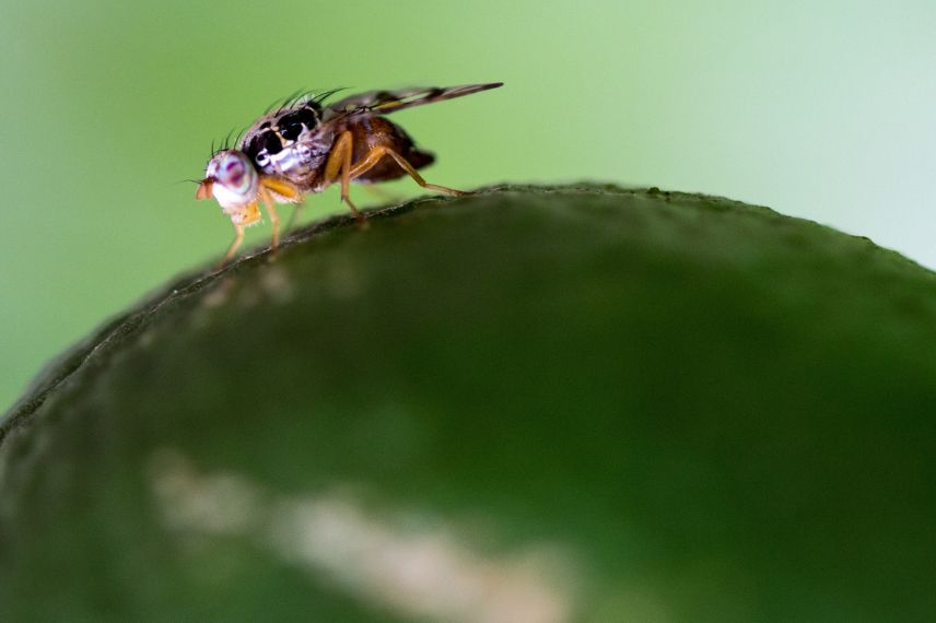 oranger parasite mouche méditerranéenne des fruits