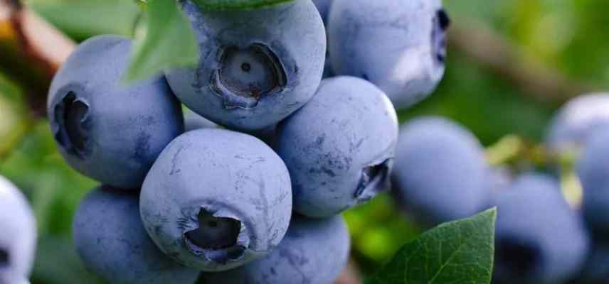 myrtillier pour balcon terrasse