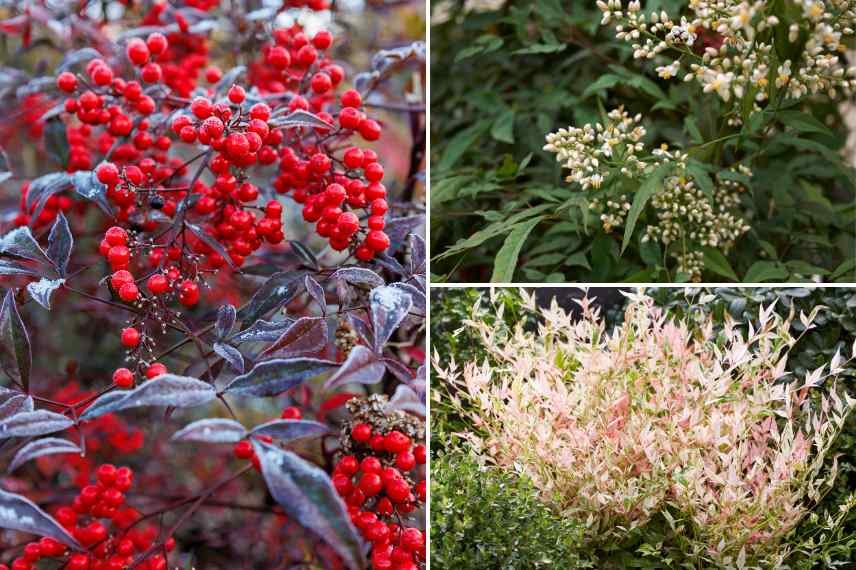 interet du bambou sacre jardin