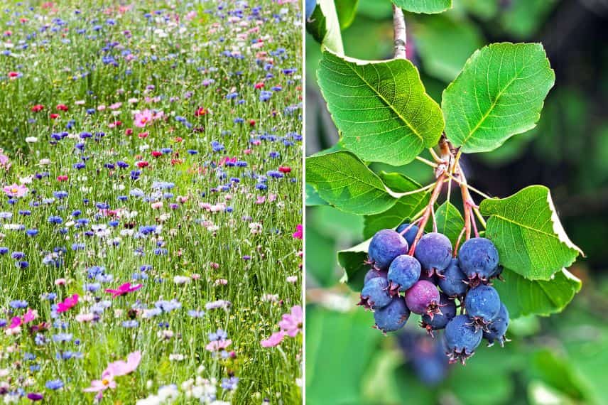 Prairies fleuries et baies d'amélanchier