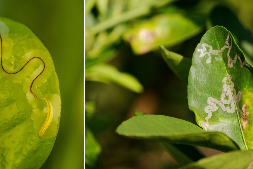 oranger parasites mineuse des agrumes
