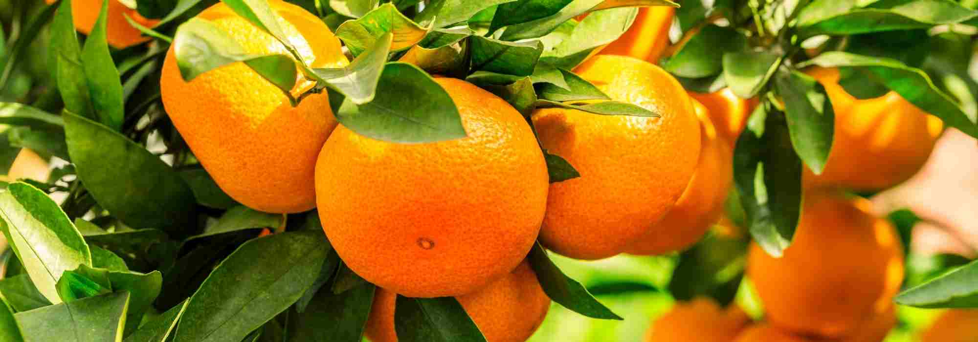 Oranger : comment identifier et traiter ses maladies et parasites ?