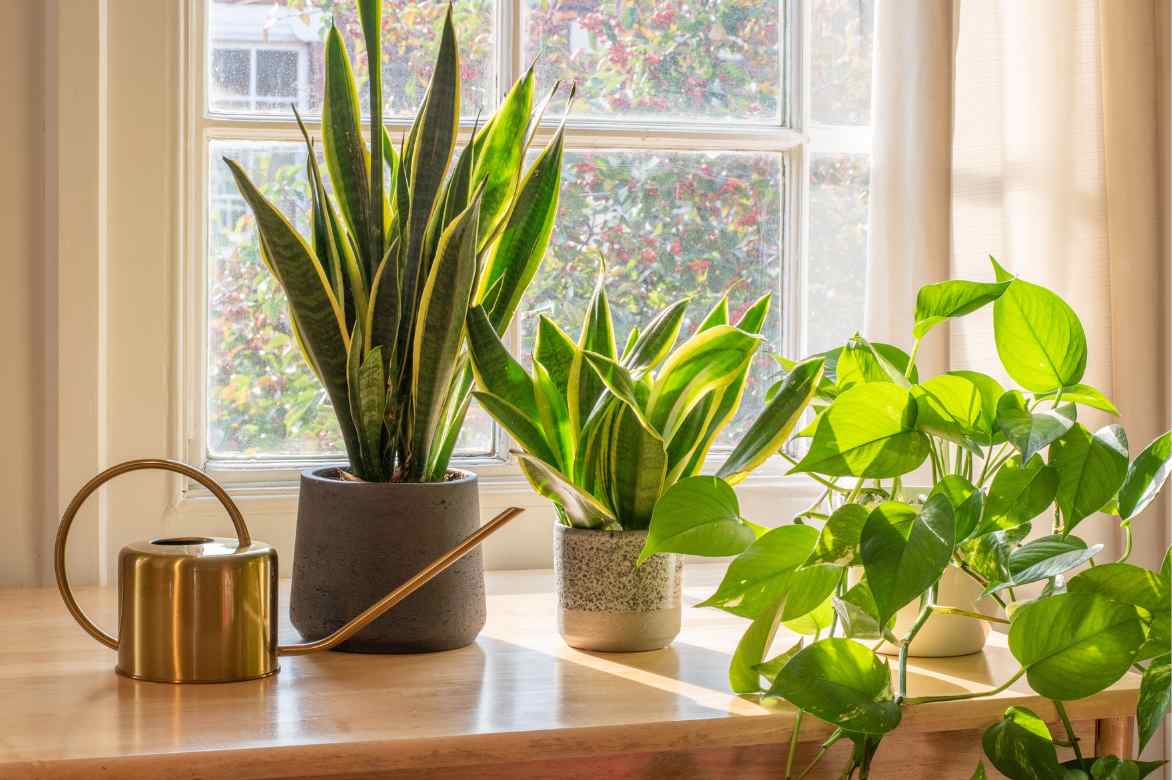 exposition emplacement Sansevieria ombre soleil