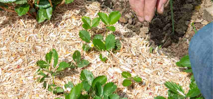 paillage miscanthus lin chanvre pour fraisiers
