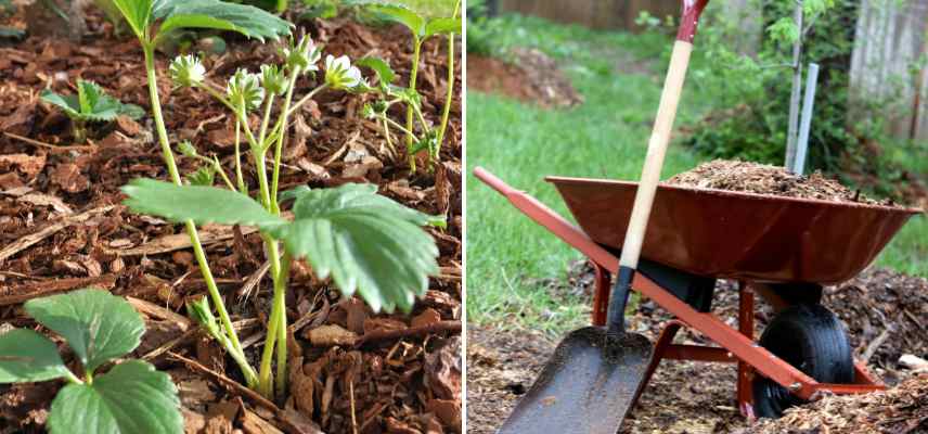 meilleur paillis pour fraises