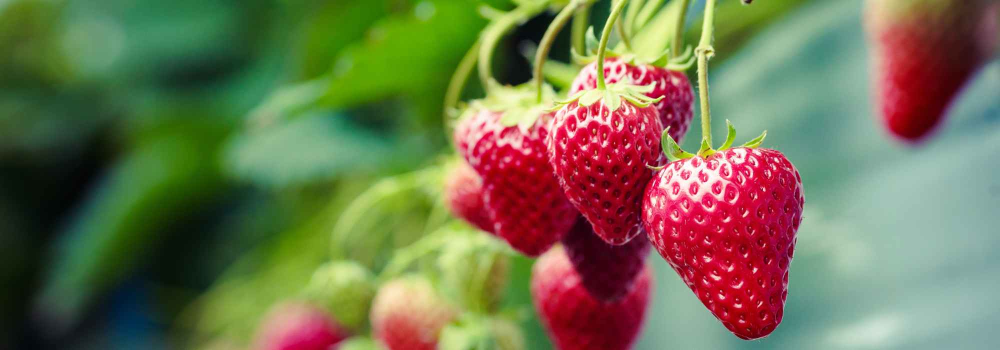 Les petits fruits à faire pousser en pot
