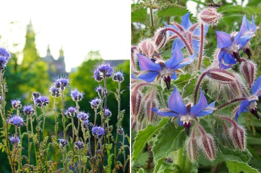 fleurs de phacélie et de bourrache