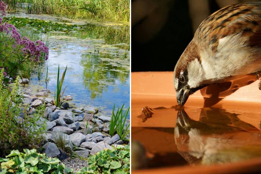 une mare et un oiseau qui s'abreuve dans une coupelle