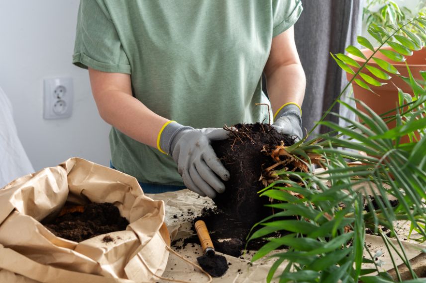 motte de plante d'intérieur palmier de salon
