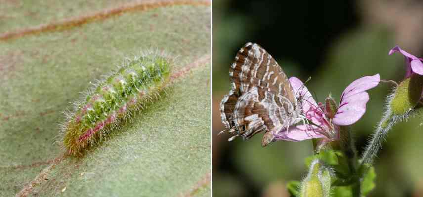 Cacyreus marshalli Pelargonium