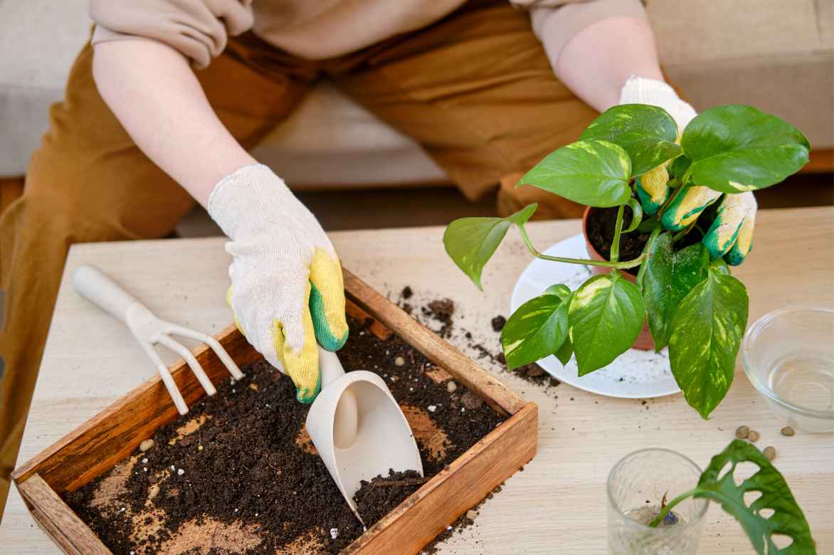 transplanter rempoter Pothos