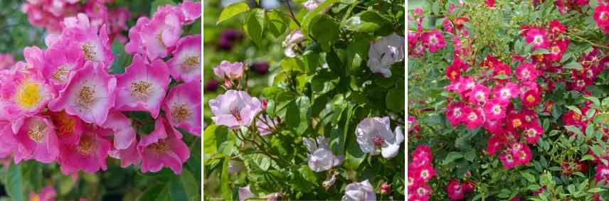 roses grimpantes petites fleurs
