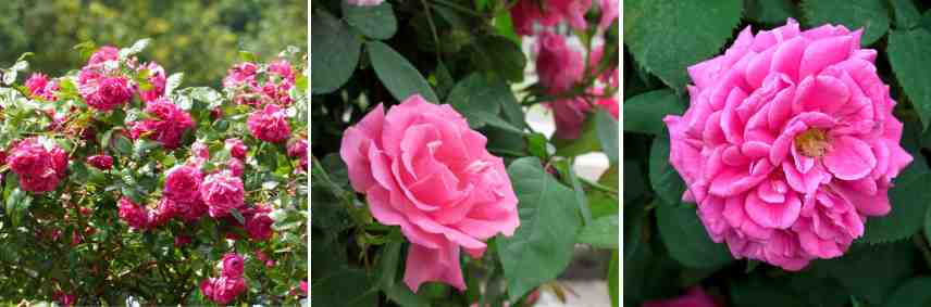 rosier grimpant rose tres parfume